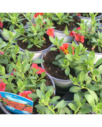 Calibrachoa Aloha Red Cart Wheel