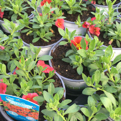 Calibrachoa Aloha Red Cart Wheel