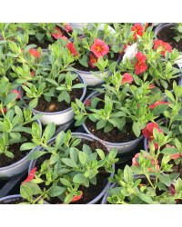 Calibrachoa Aloha Red Cart Wheel