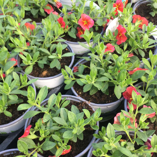 Calibrachoa Aloha Red Cart Wheel