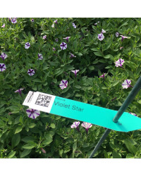 Petunia Violet Star