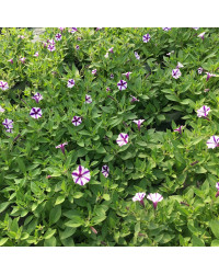 Petunia Violet Star