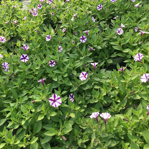 Petunia Violet Star