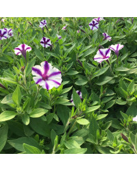 Petunia Violet Star