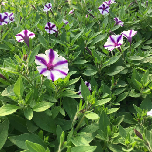 Petunia Violet Star