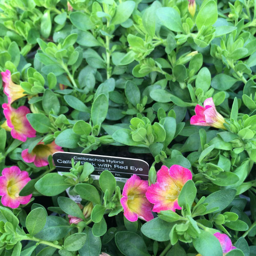 Calibrachoa Pink With Yellow Eye