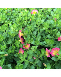 Calibrachoa Pink With Yellow Eye