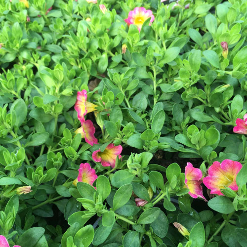 Calibrachoa Pink With Yellow Eye