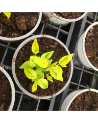 Abelia Kaleidoscope