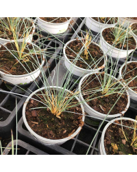 Festuca Azurit