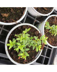 Lonicera Lemon Queen