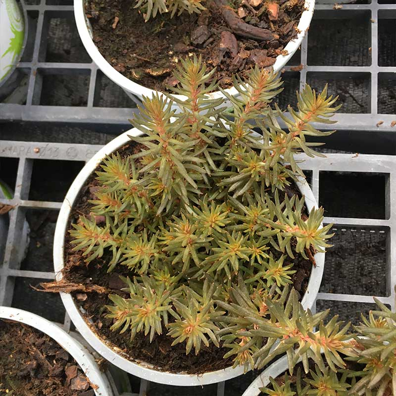 Acheter Sedum Chocolate Ball pas cher sur