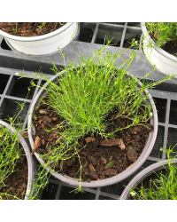 Sagine Subulata Irish Moss