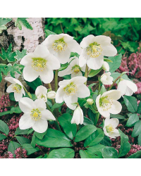 Helleborus Niger