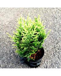 Chamaecyparis lawsoniana Empire