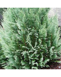 Chamaecyparis White Spot