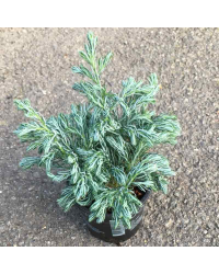 Chamaecyparis pisifera boulevard