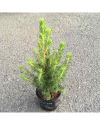 Picea Glauca Conica