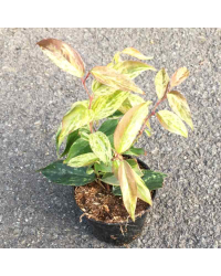 Leucothoe Scarletta