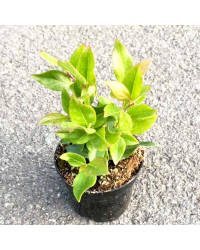 Leucothoe Rainbow