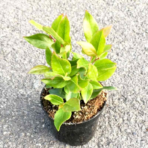 Leucothoe Rainbow en pot de 11cm