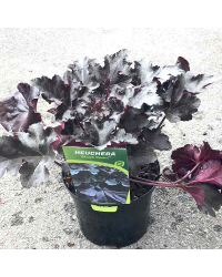 Heuchere black pearl