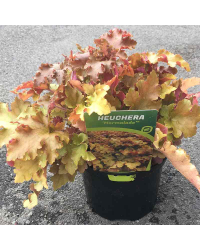 Heuchere marmalade