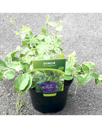 Vinca major variegata