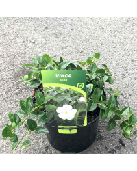 Vinca minor alba