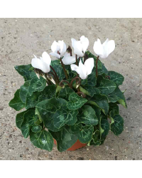Cyclamen blanc