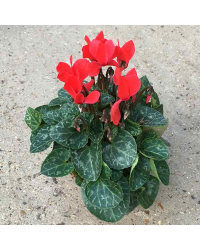 Cyclamen rouge