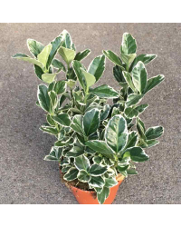 Euonymus fortunei emerald gaiety