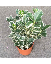 Euonymus fortunei emerald gaiety