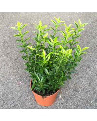 Euonymus japonicus microphyllus pulchellus