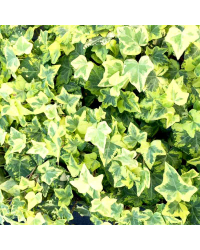 Lierre hedera yellow ripple