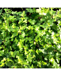 Lierre hedera helix green ripple