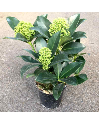 Skimmia japonica blanc pot de 11cm
