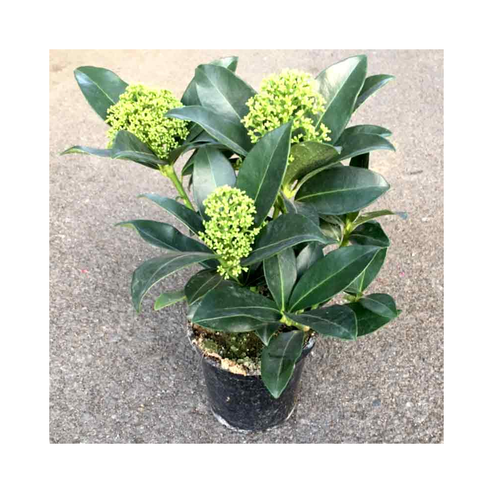 Skimmia japonica blanc pot de 11cm