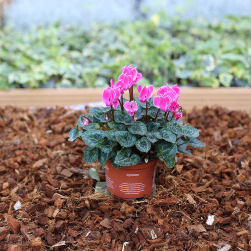Cyclamen rose