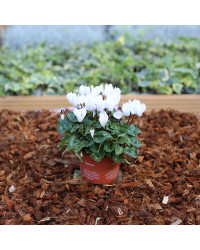 Cyclamen blanc