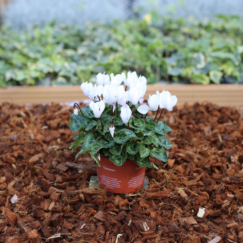 Cyclamen blanc