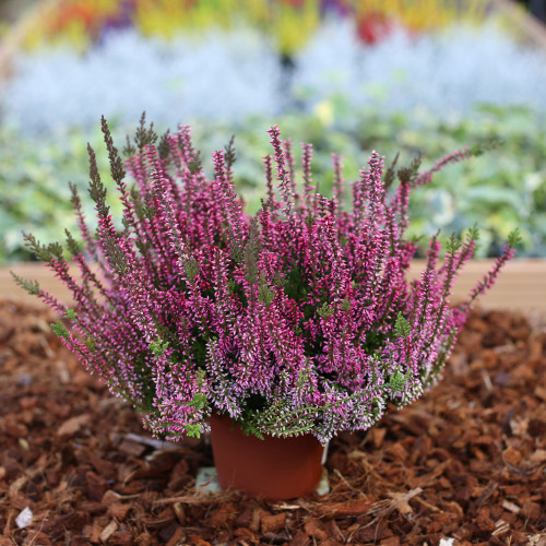 Bruyère Calluna Garden Girls