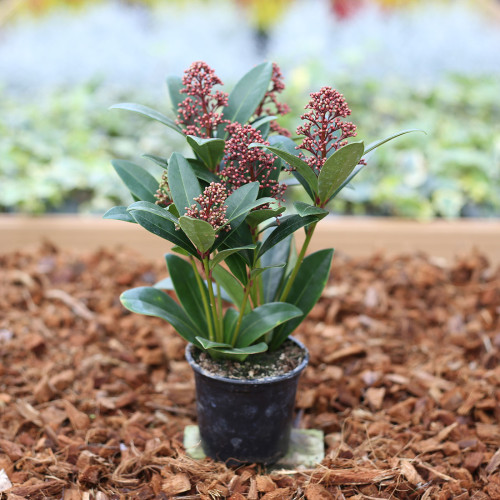 Skimmia Japonica vivace rouge