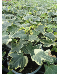 Lierre hedera yellow ripple