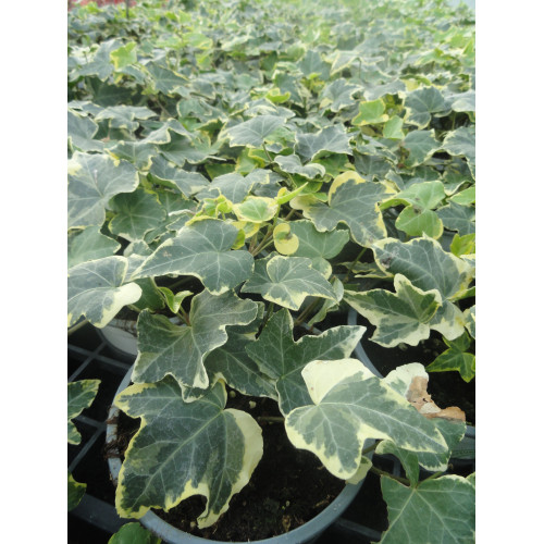 Lierre hedera yellow ripple
