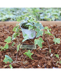 Lierre hedera yellow ripple