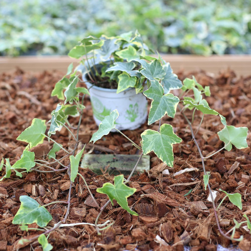 Lierre hedera yellow ripple