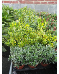 Euonymus japonicus microphyllus pulchellus
