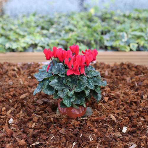 Cyclamen rouge