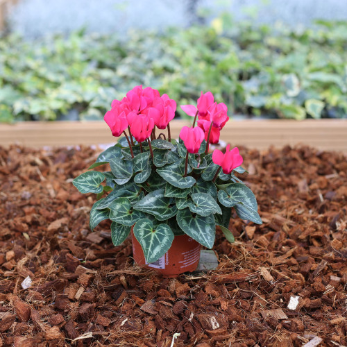 Cyclamen violet